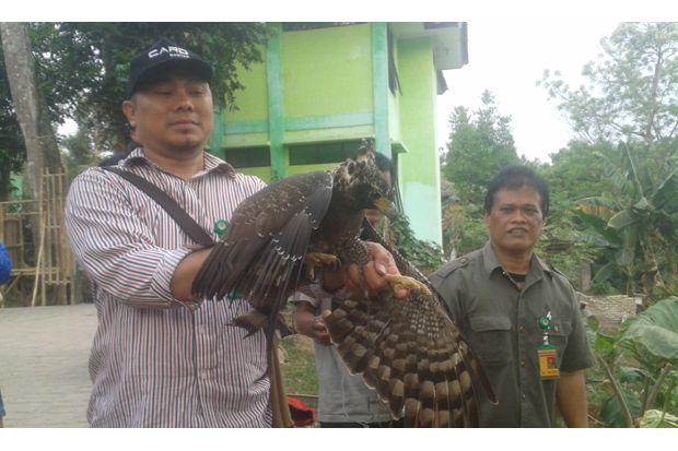 BKSDA Lepas Elang Milik...