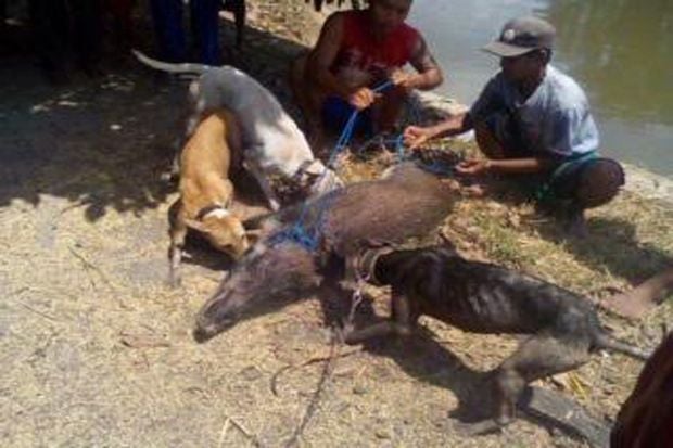 Kelaparan, Babi Hutan...