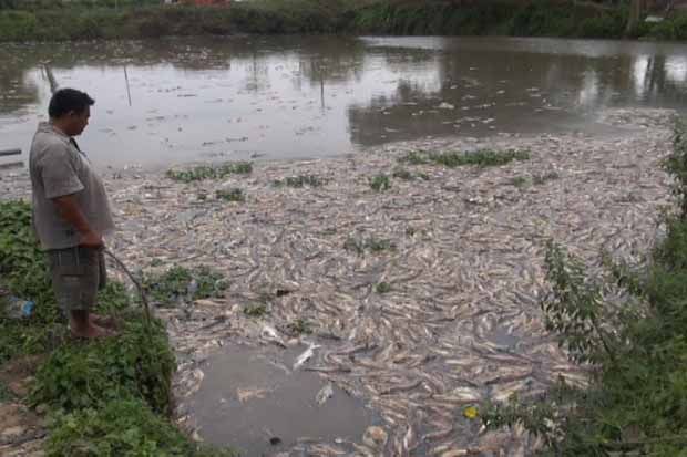 Ribuan Ikan di Jombang...