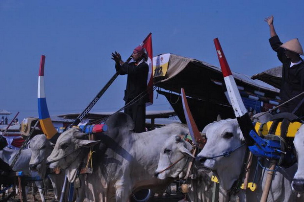 Festival Gerobak Sapi...