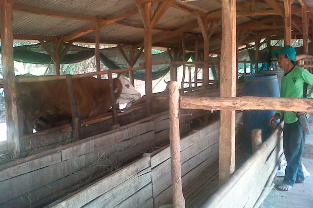 Jual Hewan Kurban Dilarang...