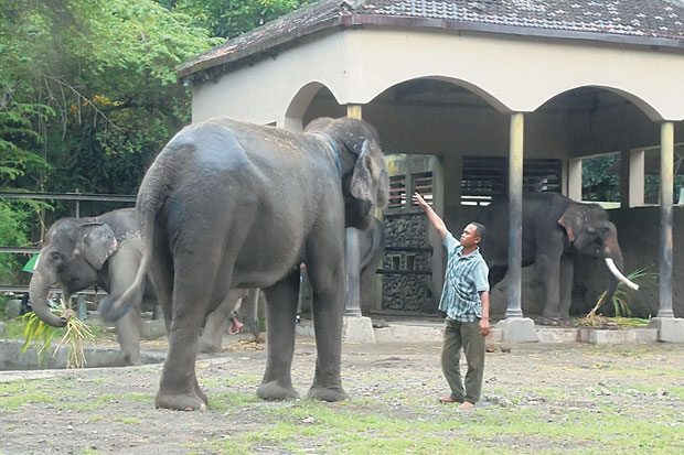 GL Zoo Datangkan Mahout...
