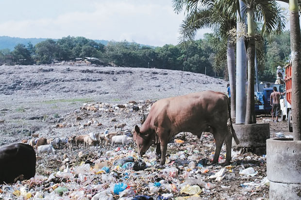 Tak Ada Jaminan Sapi...