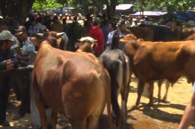 Jelang Idul Adha, Harga...