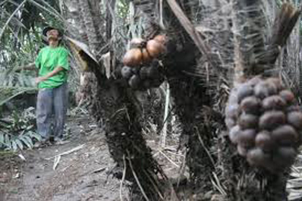 Petani Salak Gandeng...