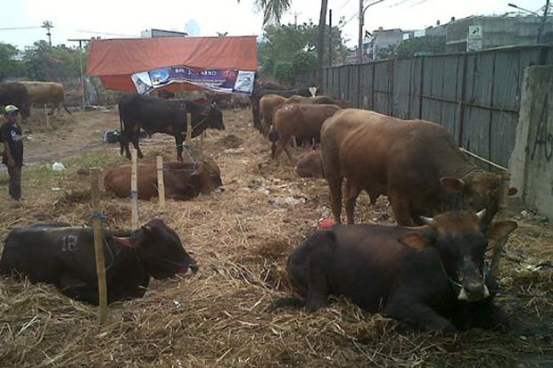 Penjual Hewan Kurban...