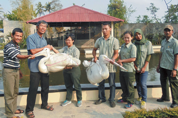 Pelikan GL Zoo Jadi...