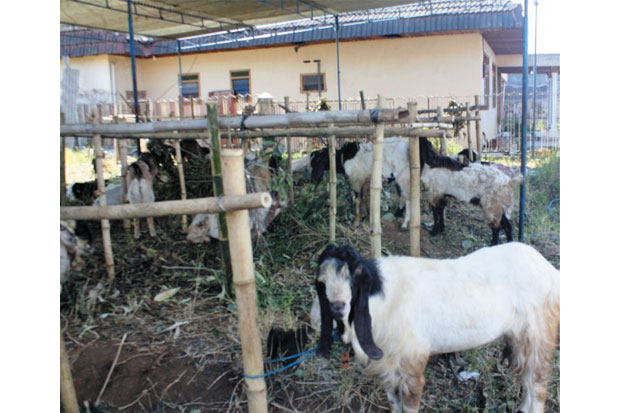 Pedagang Kambing Padati...