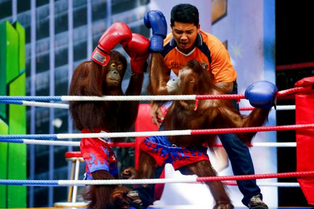 Tinju Orangutan di Thailand...