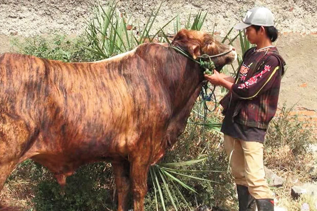 Sapi Berkulit Loreng...