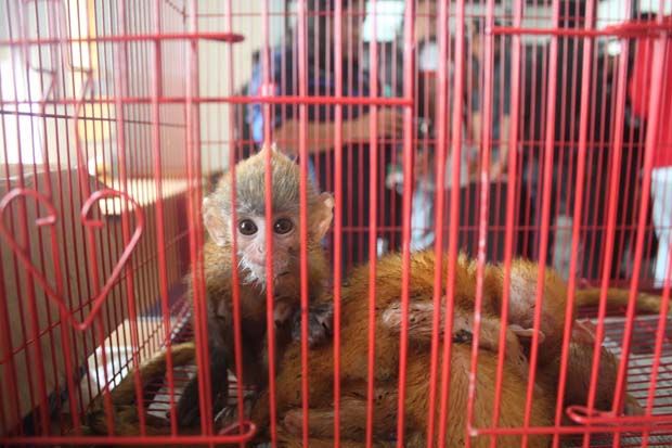 Jual Hewan Langka di...