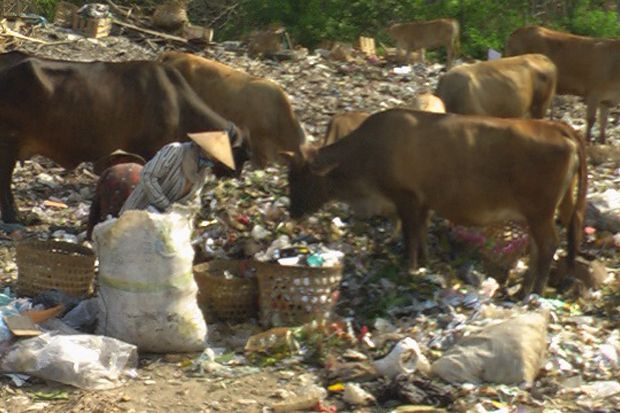 Sapi Pemakan Sampah...