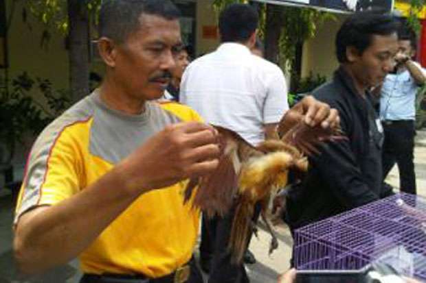 BKSDA Yogyakarta Awasi...