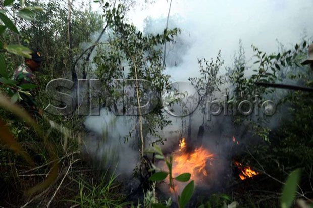 Pohon Gaharu Cegah Kebakaran...
