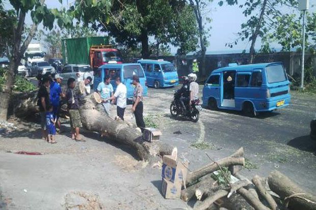 Pohon Tumbang di Manado...