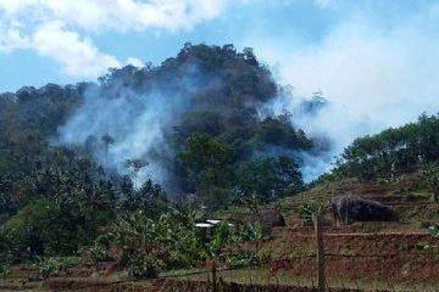 50 Hektare Hutan Perhutani...