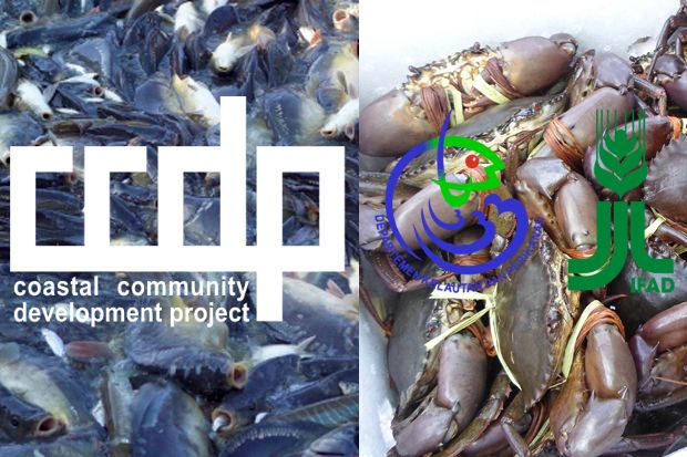 CCDP-IFAD Dorong Produk...
