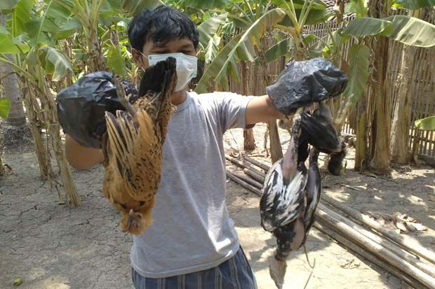 Ratusan Ayam di Kulonprogo...