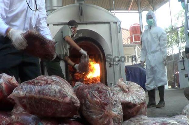 Ratusan Kilogram Daging...