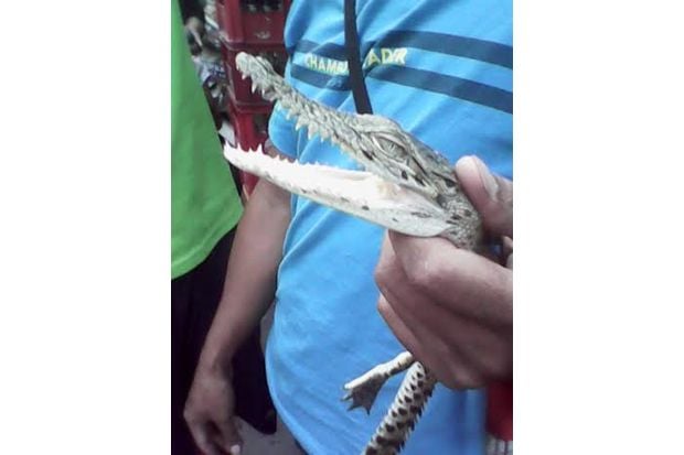 Kebakaran Hutan, Perdagangan...