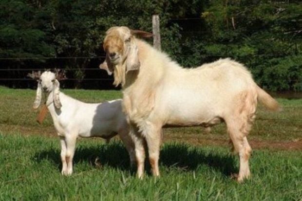 Kandungan Susu Kambing...