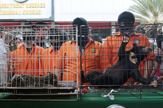 Komplotan Penjual Satwa...