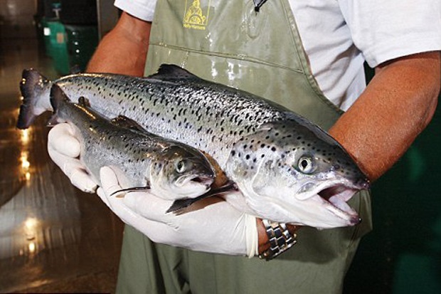 Welcome To Salmon Genetics...