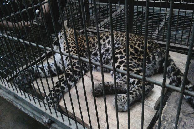 Warga Temukan Macan...