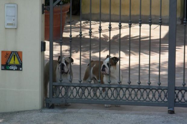 Kok Malah Bulldog, Terus...