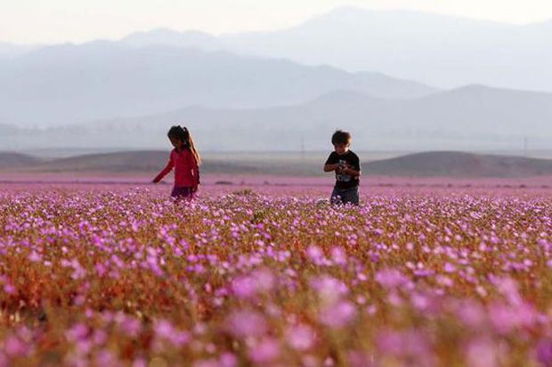 Gurun Atacama, Gurun...