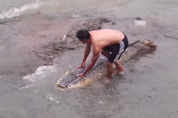 Ikan Berukuran Dua Meter...