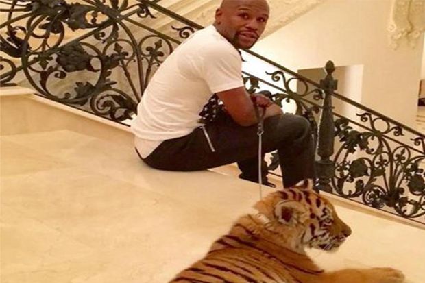 Pelihara Harimau Mayweather...