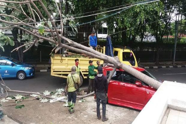 Pohon Tumbang Timpa...