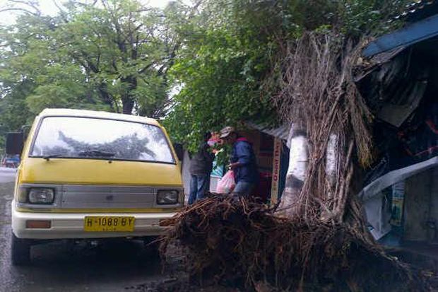 Pohon Beringin Tumbang...