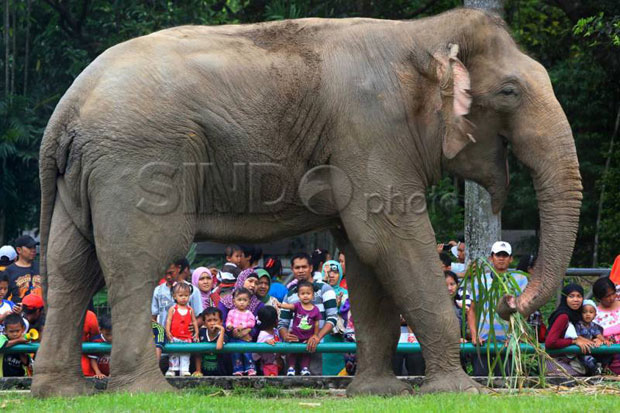 Ragunan Diserbu Pengunjung,...
