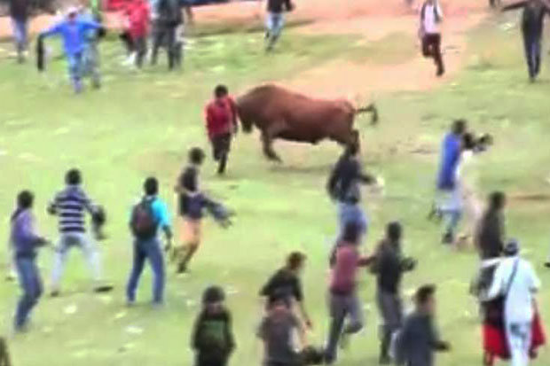 Angry Bulls Runs Amok...