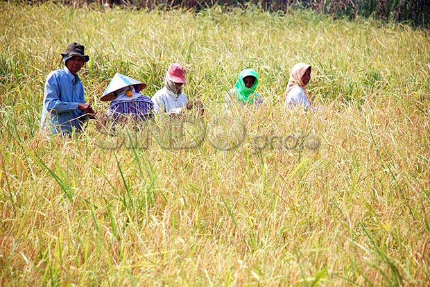 Petani Nikmati Rp90...