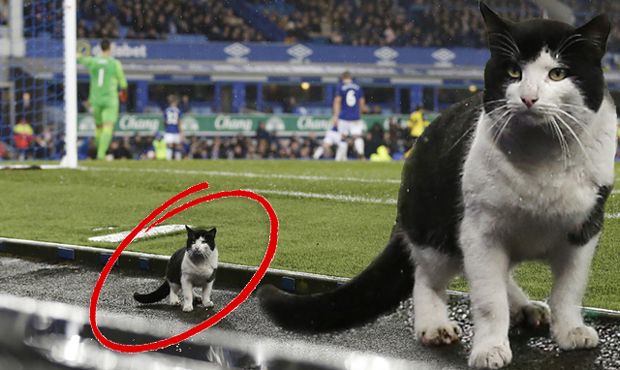 Kucing Penyusup di Laga...