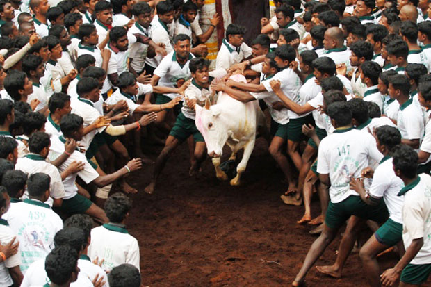 No More Bull Fighting...