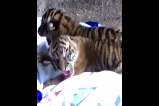 Harimau Sumatera di...