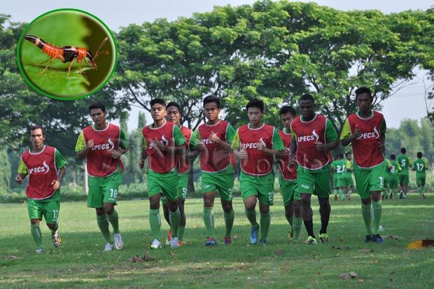 Heboh Tomcat Serang...