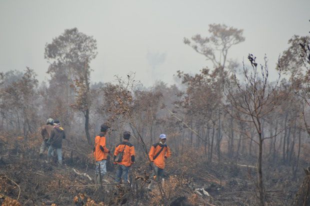 Cuaca Panas, 100 Hektare...