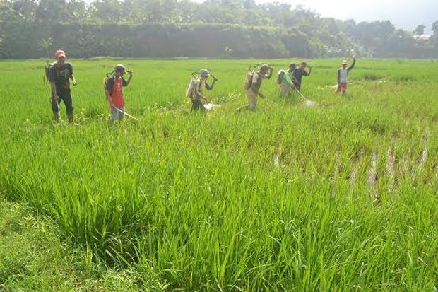 Hama Padi Menyerang,...