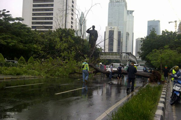 Pohon Tumbang Nyaris...