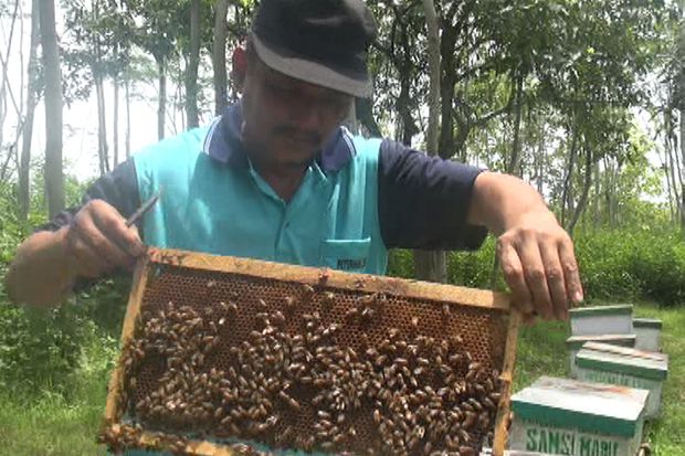 Beternak Lebah, Guru...