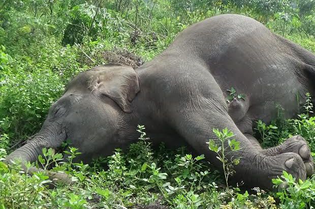 Lagi, Gajah Sumatera...