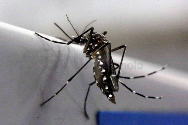 Mengapa Zika Perlu Diwaspadai?