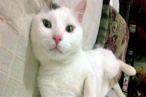 Seekor Kucing Selamatkan...