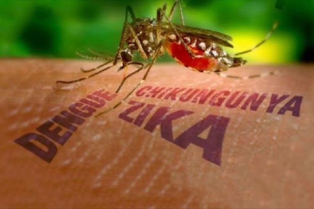 3 Jenis Nyamuk Aedes...