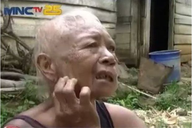 Daun Telinga Nenek Lasiyem...